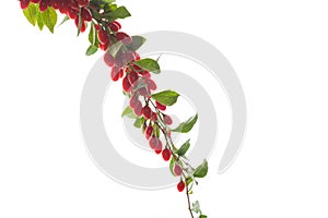 Branch with ripe red goji berry on white background