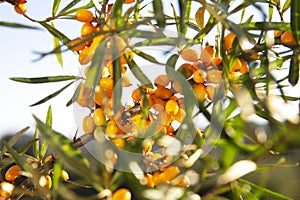 A branch of ripe sea buckthorn on a sunny day, the sun`s rays through the branches, a banner