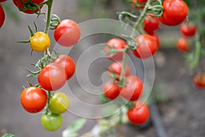 A branch of ripe tomatoes on a bush. Small tomatoes in the garden. Agriculture and autumn harvest of vegetables. Seeds and