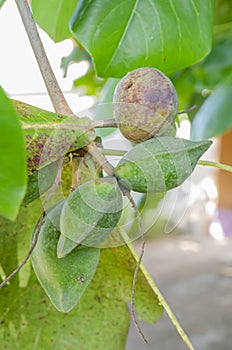 Branch With Ripe And Unripe Terminalia Catappa Almond