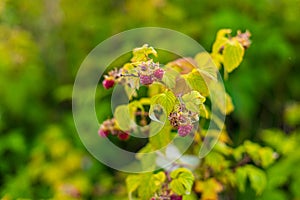 A branch with ripe, wild raspberries