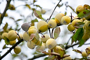 Branch with ripe yellow apples