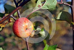 Branch with ripe yellow-pink apple, blurry leaves background, sunny autumn day
