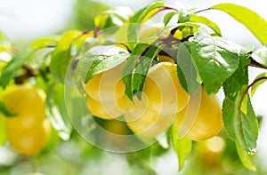 Branch of ripe yellow plums