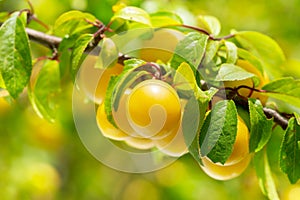 Branch of ripe yellow plums in a garden