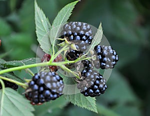 On the branch ripen the berries bramble Rubus fruticosus