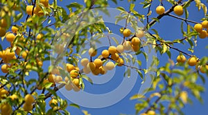 On the branch ripen fruits of cherry-plum Prunus cerasifera