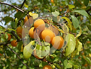 On the branch ripen fruits of plums Prunus cerasifera