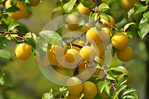 On the branch ripen fruits of plums Prunus cerasifera