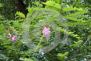 Branch of Robinia hispida with panicles of pink flowers