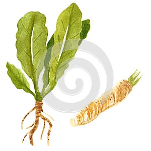 Branch and root of horseradish, watercolor illustration