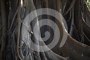 Branch and roots of Ficus benghalensis tree