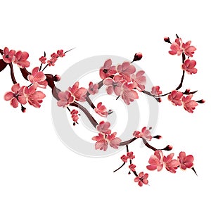 Branch of rose blossoming sakura . Japanese cherry tree. Vector Isolated Illustration on white background