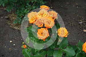 Branch of rose bush with orange flowers in June