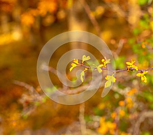 Branch of rose hips in the autumn forest