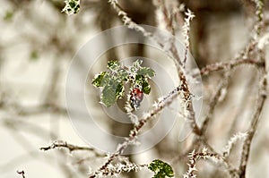 Branch of rose hips covered with frost