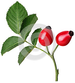 Branch Rosehip barries with leaf photo