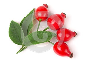 Branch rosehip with leaves isolated on white background