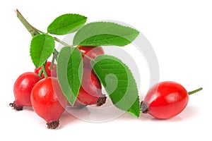 Branch rosehip with leaves isolated on white background