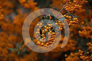 Branch of rowan with bright ripe berries, close-up