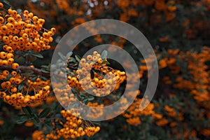 Branch of rowan with bright ripe berries, close-up