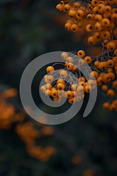 Branch of rowan with bright ripe berries, close-up