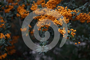 Branch of rowan with bright ripe berries, close-up