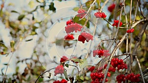 Branch of rowan tree in autumn limp wrinkled red