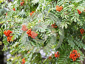 branch of Rowan tree in rain in Reykjavik