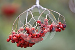 A branch of a rowan tree with red fruits