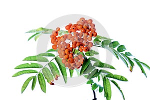 Branch of rowanberry photo