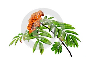 Branch of rowanberry isolated photo