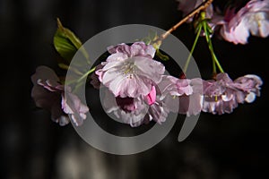 Branch of sakura with blooming flowers on a dark background