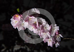 Branch of sakura with blooming flowers on a dark background