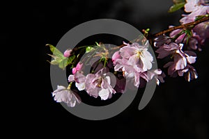 Branch of sakura with blooming flowers on a dark background