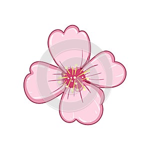 branch sakura cherry blossom cartoon vector illustration