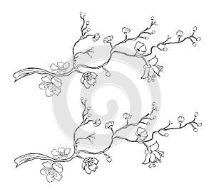 Branch of Sakura flower vector for tattoo style on isolated white background.Peach blossom illustration for coloring book.Beautifu