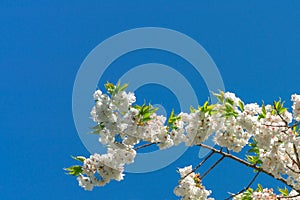 Branch with sakura flowers on a background of blue sky. Sakura or cherry blossom flower full bloom in blue sky spring season.