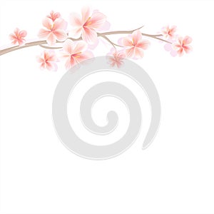 Branch of Sakura with Light Pink flowers isolated on White background. Sakura flowers. Cherry blossom. Vector