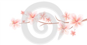Branch of Sakura with Light Pink flowers isolated on White background. Sakura flowers. Cherry blossom. Vector EPS 10 cmyk