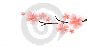 Branch of Sakura with Light Pink flowers isolated on White background. Sakura flowers. Cherry blossom. Vector