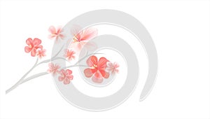 Branch of Sakura with Light Pink flowers isolated on White background. Sakura flowers. Cherry blossom. Vector