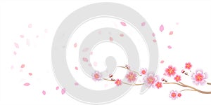 Branch of Sakura and petals flying isolated on white background. Apple-tree flowers. Cherry blossom. Vector EPS 10, cmyk