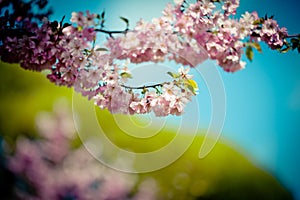 Branch Sakura Pink Cherry Blossoms against Clear blue sky