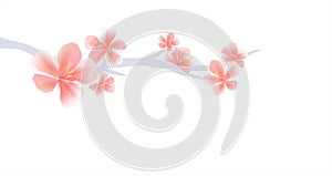 Branch of Sakura with Pink flowers isolated on White background. Sakura flowers. Cherry blossom. Vector EPS 10, cmyk