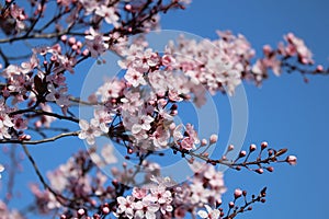 Branch of Scented snowball