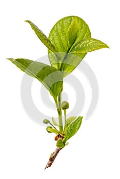 Branch of schisandra Chinese in the initial period of flowering, isolated