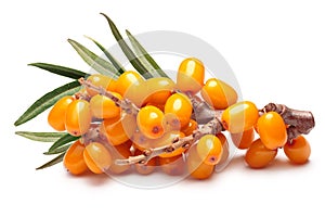 Branch of sea buckthorn berries, clipping paths photo