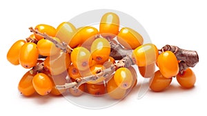Branch of sea buckthorn berries, clipping paths photo