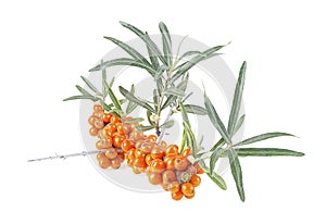 Branch of sea buckthorn berries with leaves isolated on white background. Clipping paths, full depth of field